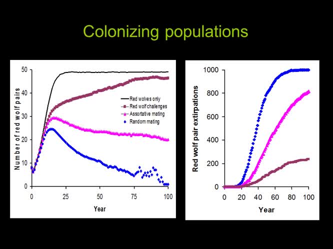 Hybridization, introgression, reproductive barriers, and management of Red wolves