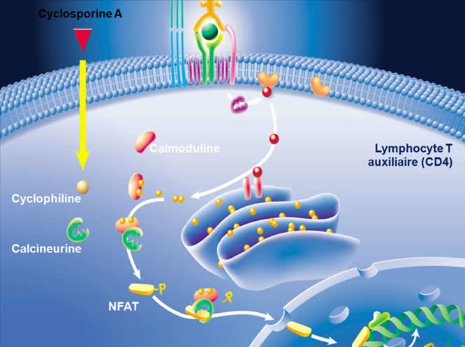 Immunosoppressione meccanismi d'azione e protocolli