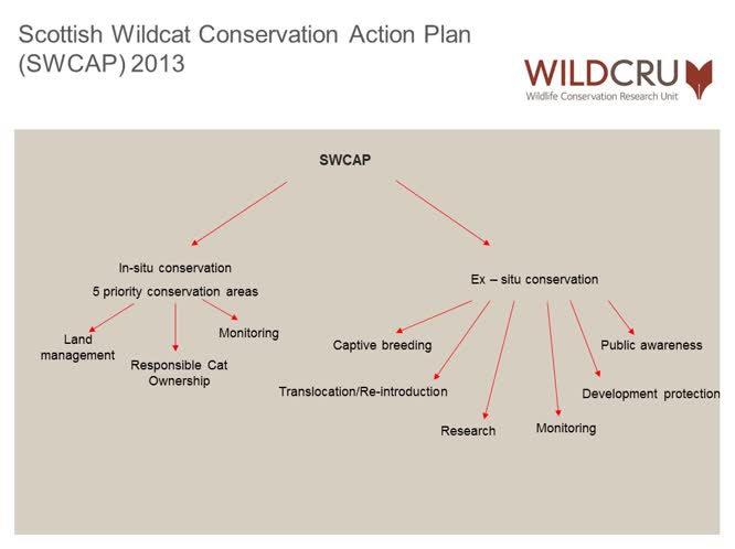 Cryptic extinction of the Scottish wildcat: problems and potential solutions for hybridization with the feral domestic cat