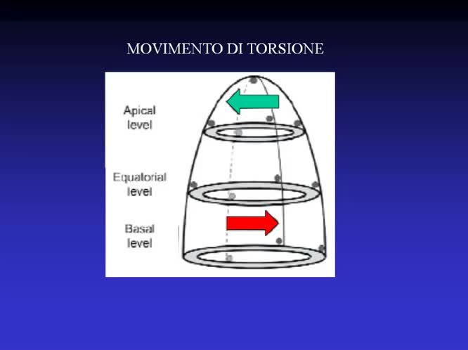 Lettura nuove tecniche ecocardiografiche nella pratica clinica