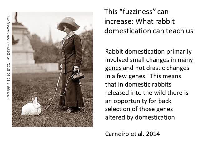 Tainted species, American bison and the future of species conservation