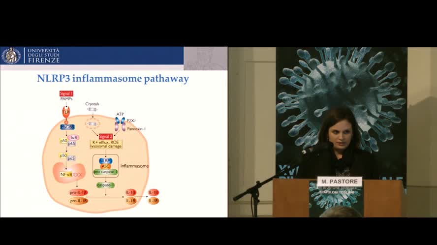 NLRP3 inflammasome as a target of Berberine in experimental murine liver injury: interference with P2X7 signaling