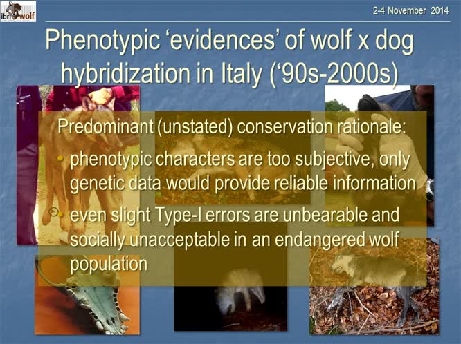 Relevance of phenotypic vs. genetic evidences of dog ancestry into the Italian wolf population and their practical implications for conservation: a synopsis and commentary