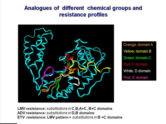 Gli analoghi nucleos(t)idici nella terapia dell'epatite cronica da HBV