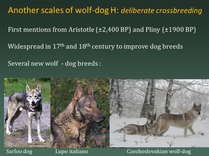 Conceptual and methodological issues in studying and managing hybridization between wild and domestic species: implications for conservation policies