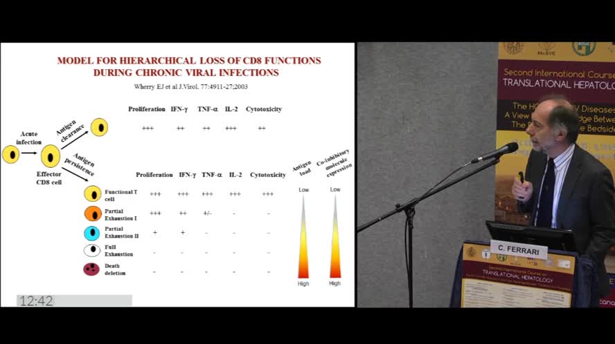 HBV and the host focus on the adaptive immune response