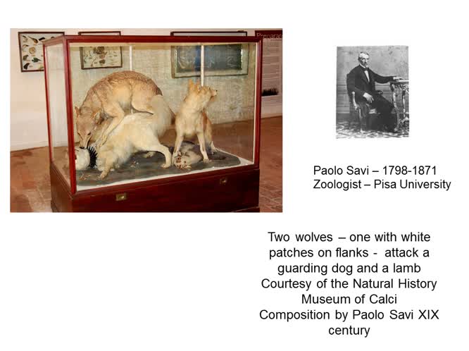 The evolution of wolf presence in Tuscany and the occurrence of wolf/dog hybrids