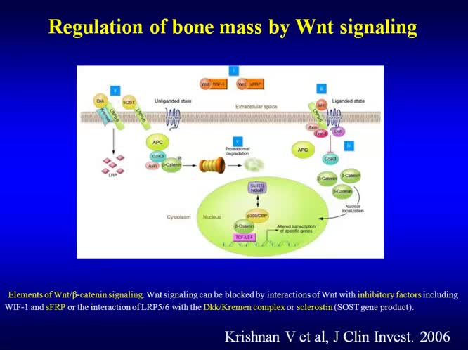 Rimodellamento osseo nelle malattie reumatiche